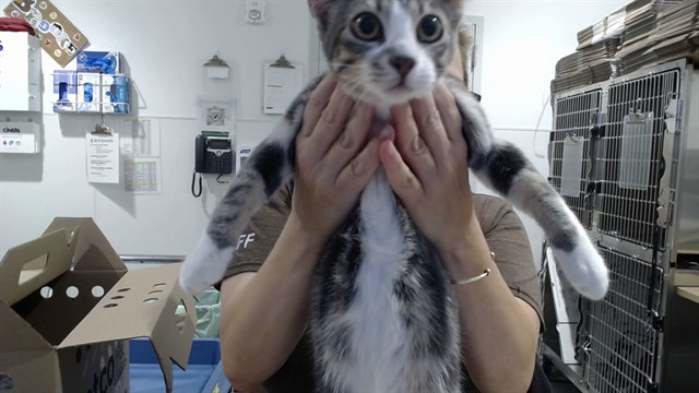 Shelter Stray Male Cat last seen XFOLSOM/23RD/24TH, 1419 Bryant St, San Francisco, CA 94103, USA