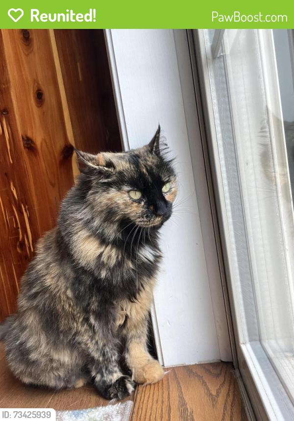 Reunited Female Cat last seen Heidlersburg/Gettysburg, Gettysburg, PA 17325