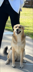 Lost Female Dog last seen Humason street, Lufkin, TX 75901