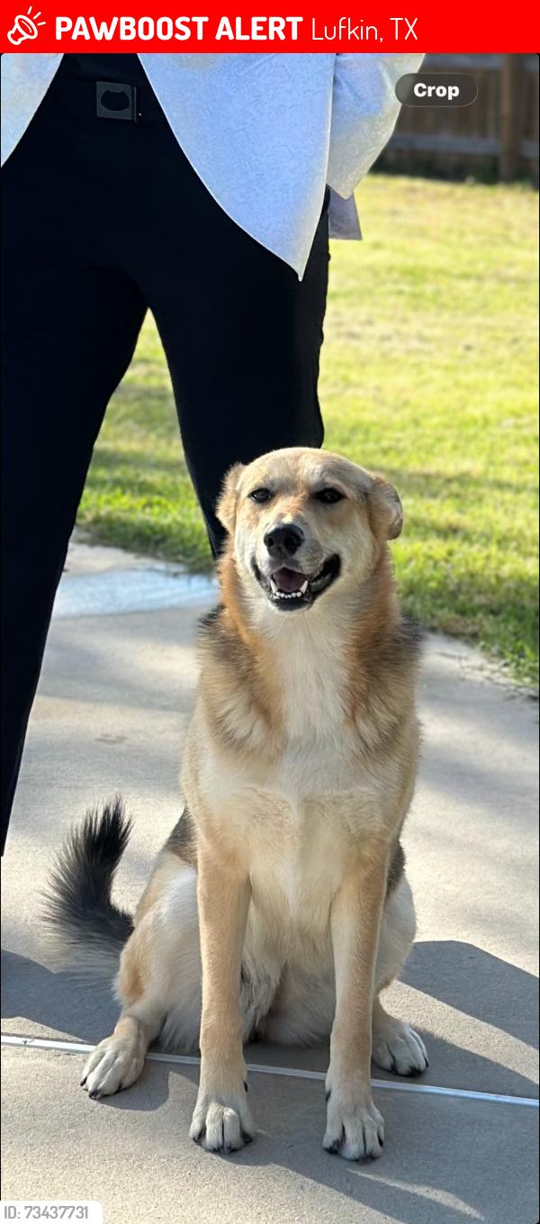 Lost Female Dog last seen Humason street, Lufkin, TX 75901
