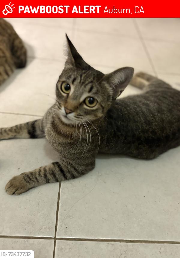 Lost Female Cat last seen Finley st &Olive st, Auburn, CA 95603