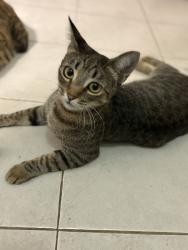Lost Female Cat last seen Finley st &Olive st, Auburn, CA 95603