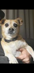 Lost Male Dog last seen Near & Watergulch in Coarse Gold, Coarsegold, CA 93614
