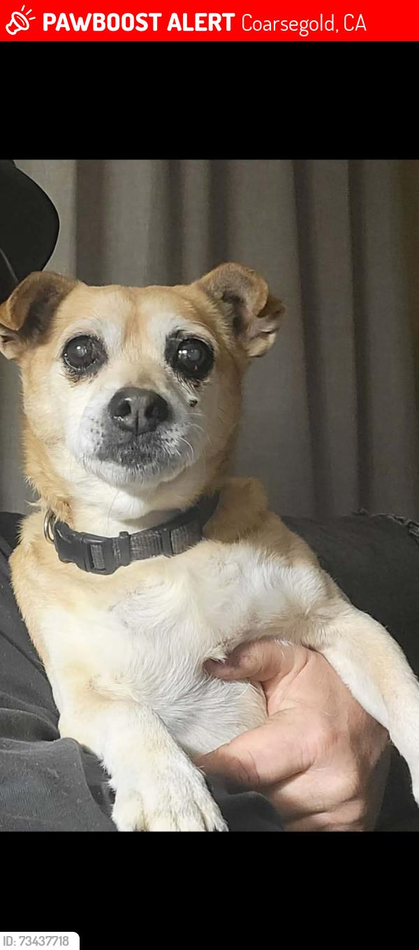 Lost Male Dog last seen Near & Watergulch in Coarse Gold, Coarsegold, CA 93614
