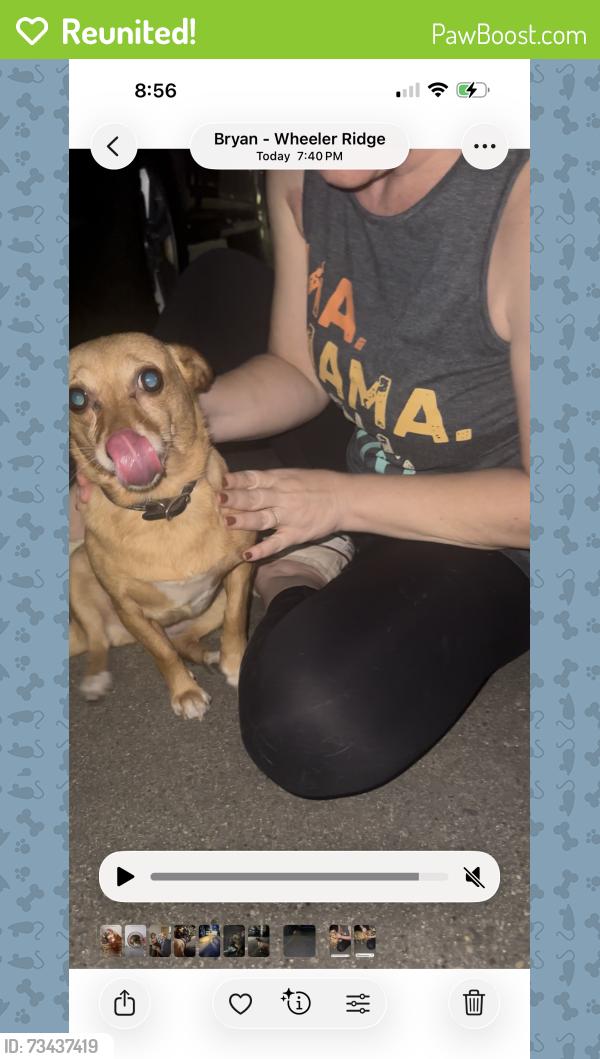 Reunited Female Dog last seen Broad Oak and Meadowbrook, Bryan, TX 77802