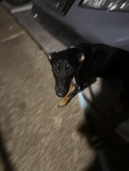 Found/Stray Female Dog last seen Hurstview, Hurst, TX 76053