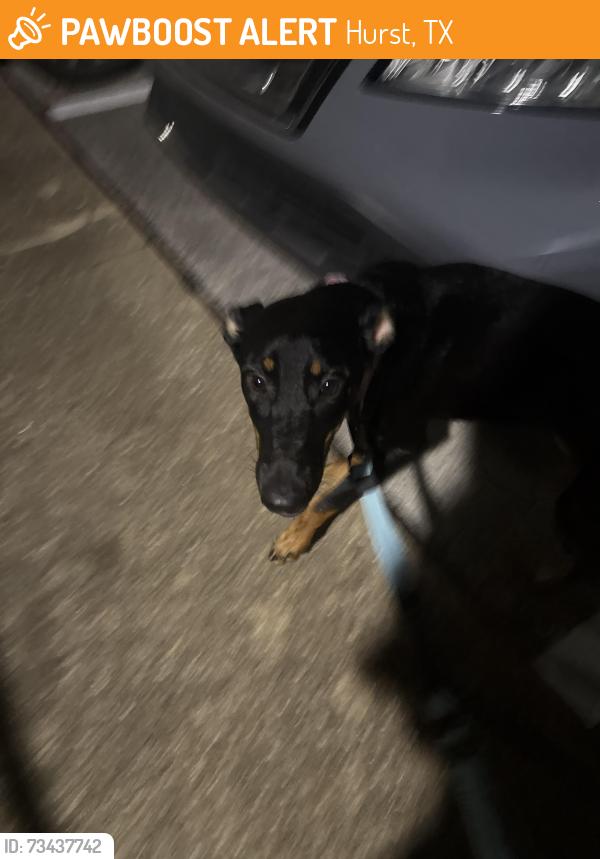 Found/Stray Female Dog last seen Hurstview, Hurst, TX 76053