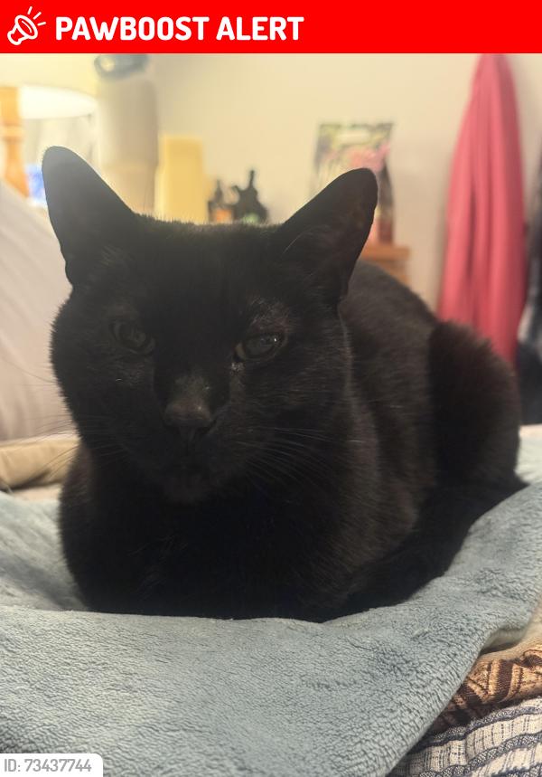 Lost Female Cat last seen Near Plateau circle, South Lake Tahoe, CA 96150
