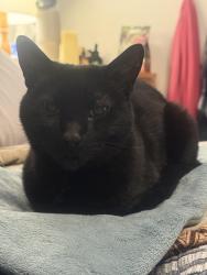 Lost Female Cat last seen Near Plateau circle, South Lake Tahoe, CA 96150