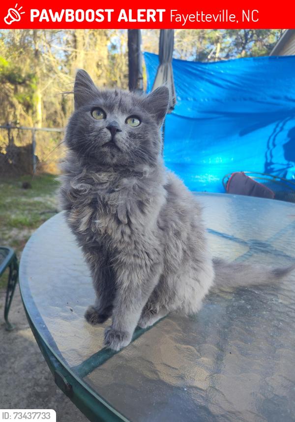 Lost Male Cat last seen Country Club Dr/ Murchinson rd, Fayetteville, NC 28311
