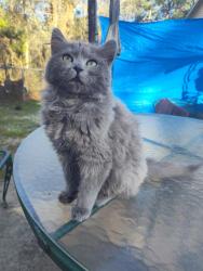Lost Male Cat last seen Country Club Dr/ Murchinson rd, Fayetteville, NC 28311