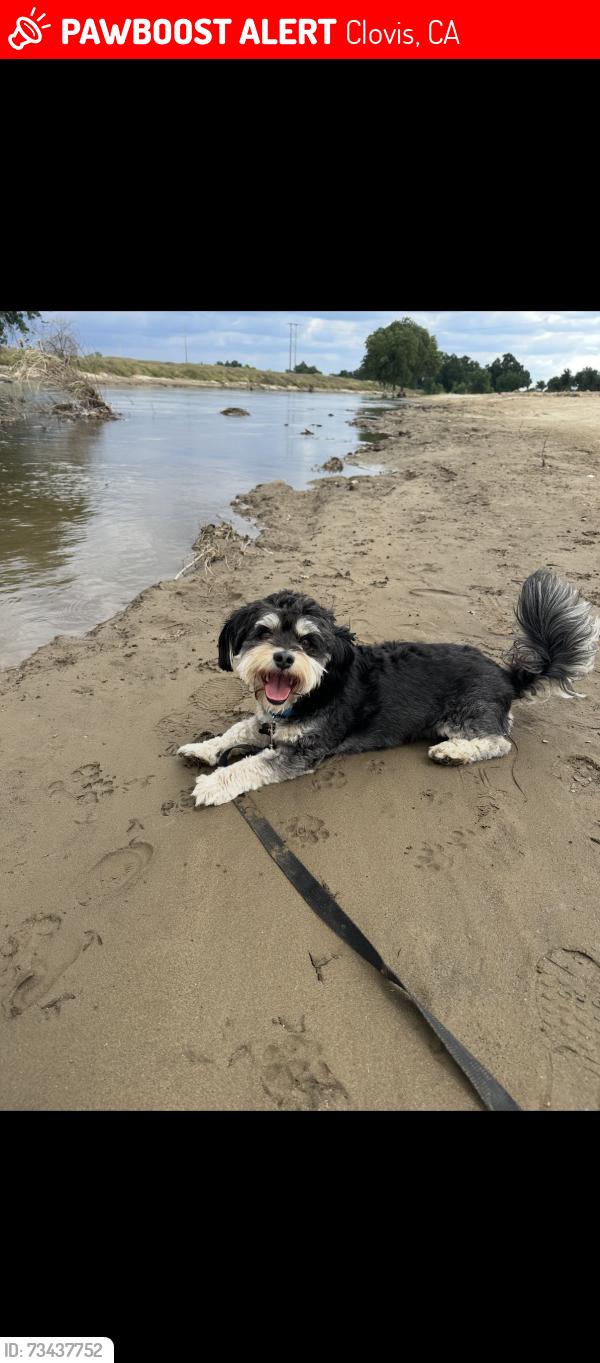 Lost Male Dog last seen Bullard and minniewawa, Clovis, CA 93612