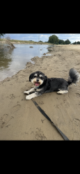 Lost Male Dog last seen Bullard and minniewawa, Clovis, CA 93612