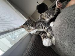 Lost Male Cat last seen Near Clark Public Utilities Orchards, Orchards, WA 98662