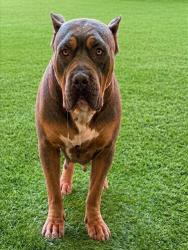 Shelter Stray Female Dog last seen , West Valley Animal Shelter, 20655 Plummer St, Chatsworth, CA 91311, USA