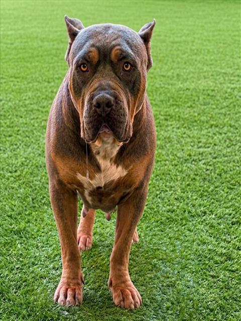 Shelter Stray Female Dog last seen , West Valley Animal Shelter, 20655 Plummer St, Chatsworth, CA 91311, USA