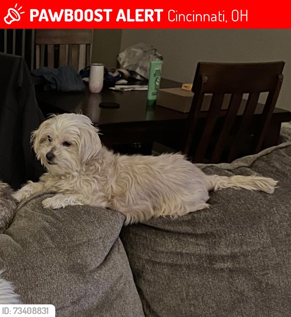 Lost Female Dog last seen Galbraith/ Greyhound bus station area, Cincinnati, OH 45215