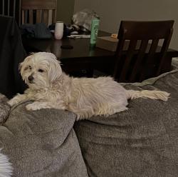 Lost Female Dog last seen Galbraith/ Greyhound bus station area, Cincinnati, OH 45215