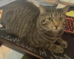 Lost Male Cat last seen Guessman ave and maryland ave, La Mesa, CA 91942