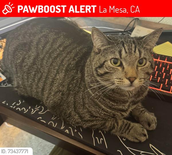 Lost Male Cat last seen Guessman ave and maryland ave, La Mesa, CA 91942