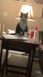 Lost Male Cat last seen Wade Road, Finch Lane, Winchester Drive, Milford, OH 45150