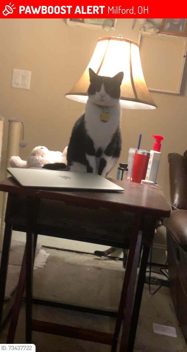 Lost Male Cat last seen Wade Road, Finch Lane, Winchester Drive, Milford, OH 45150