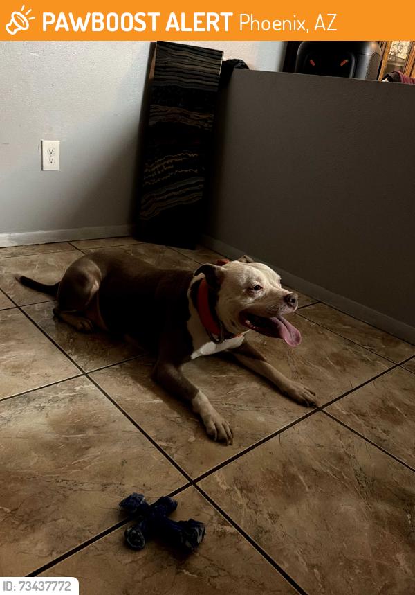 Found/Stray Male Dog last seen 59th ave & McDowell, Phoenix, AZ 85035