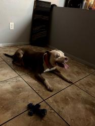 Found/Stray Male Dog last seen 59th ave & McDowell, Phoenix, AZ 85035