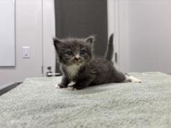 Shelter Stray Male Cat last seen Near NE Vivian Rd, 64118, MO, 7077 Elmwood Ave, Kansas City, MO 64132, USA
