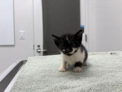 Shelter Stray Male Cat last seen Near NE Vivian Rd, 64118, MO, 7077 Elmwood Ave, Kansas City, MO 64132, USA