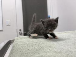 Shelter Stray Male Cat last seen Near NE Vivian Rd, 64118, MO, 7077 Elmwood Ave, Kansas City, MO 64132, USA