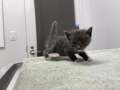 Shelter Stray Male Cat last seen Near NE Vivian Rd, 64118, MO, 7077 Elmwood Ave, Kansas City, MO 64132, USA