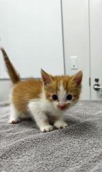 Shelter Stray Male Cat last seen Lawndale Ave and Truman Rd, KCMO, 64127, 64127, MO, 7077 Elmwood Ave, Kansas City, MO 64132, USA