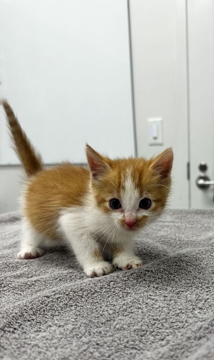 Shelter Stray Male Cat last seen Lawndale Ave and Truman Rd, KCMO, 64127, 64127, MO, 7077 Elmwood Ave, Kansas City, MO 64132, USA