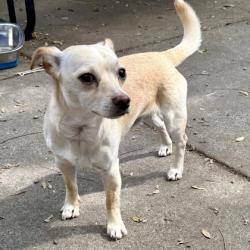 Shelter Stray Male Dog last seen Near Carrol, Oakland, CA, 1101 29th Ave, Oakland, CA 94601, USA