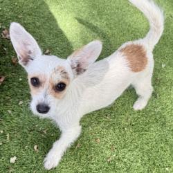 Shelter Stray Female Dog last seen Near 60th ave, Oakland, CA, 1101 29th Ave, Oakland, CA 94601, USA