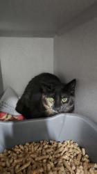 Shelter Stray Female Cat last seen SECURITY PARK DR at DOUGLAS RD, Rancho Cordova, CA, 6201 Florin Perkins Rd, Sacramento, CA 95828, USA