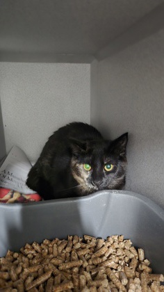 Shelter Stray Female Cat last seen SECURITY PARK DR at DOUGLAS RD, Rancho Cordova, CA, 6201 Florin Perkins Rd, Sacramento, CA 95828, USA