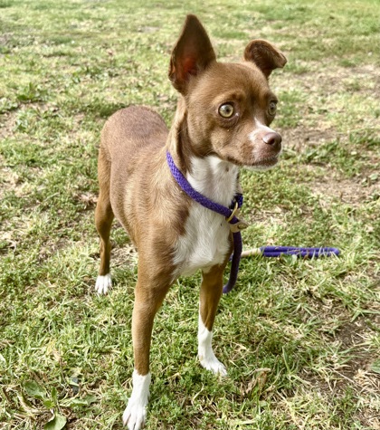 Shelter Stray Female Dog last seen Seminary and San Leandro, Oakland, CA, 1101 29th Ave, Oakland, CA 94601, USA