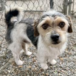 Shelter Stray Male Dog last seen Coral Rd, Oakland,, 1101 29th Ave, Oakland, CA 94601, USA