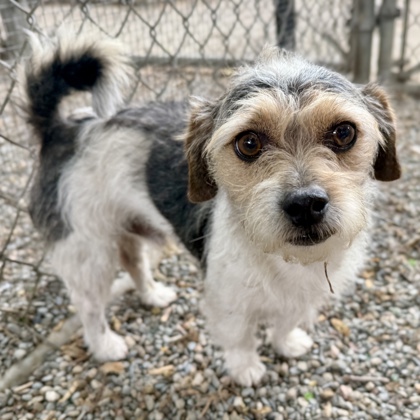 Shelter Stray Male Dog last seen Coral Rd, Oakland,, 1101 29th Ave, Oakland, CA 94601, USA