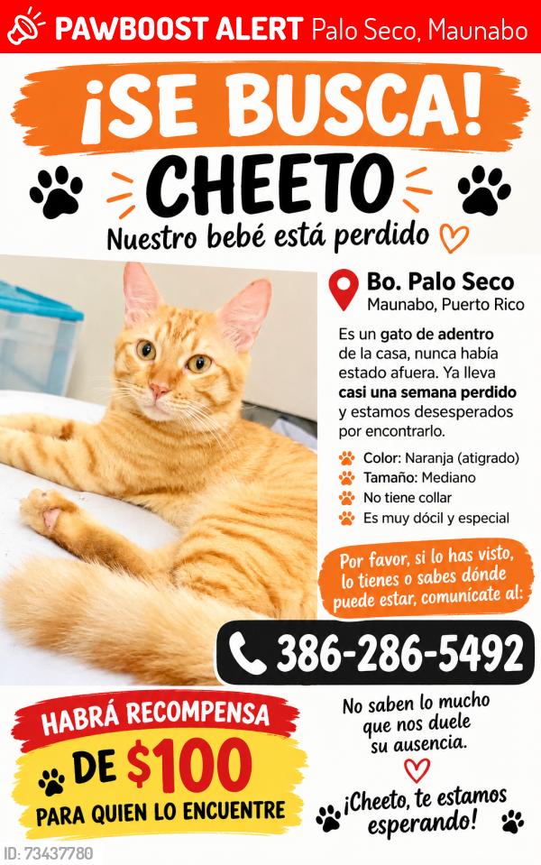 Lost Unknown Cat last seen Cerca de la escuela de palo seco Maunabo P.R, Palo Seco, Maunabo 00707
