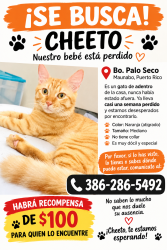Lost Unknown Cat last seen Cerca de la escuela de palo seco Maunabo P.R, Palo Seco, Maunabo 00707