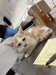 Shelter Stray Female Cat last seen Near auseon ave, Oakland, CA, 1101 29th Ave, Oakland, CA 94601, USA