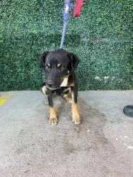 Shelter Stray Male Dog last seen Near Southside Rd, CITY of El Paso, TX, 5001 Fred Wilson Ave, El Paso, TX 79906, USA
