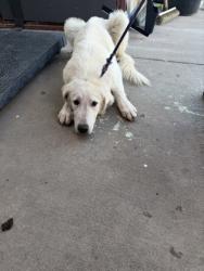 Shelter Stray Male Dog last seen Near SAN JOSE ROAD 139, CITY of El Paso, TX, 5001 Fred Wilson Ave, El Paso, TX 79906, USA