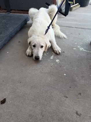 Shelter Stray Male Dog last seen Near SAN JOSE ROAD 139, CITY of El Paso, TX, 5001 Fred Wilson Ave, El Paso, TX 79906, USA