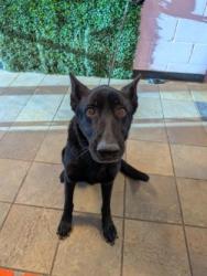 Shelter Stray Female Dog last seen Near EMORY RD, CITY of El Paso, TX, 5001 Fred Wilson Ave, El Paso, TX 79906, USA