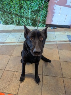 Shelter Stray Female Dog last seen Near EMORY RD, CITY of El Paso, TX, 5001 Fred Wilson Ave, El Paso, TX 79906, USA