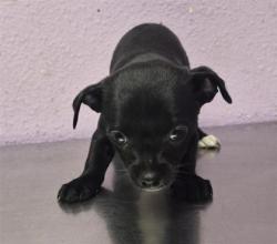 Shelter Stray Female Dog last seen Near uxmal, San Elizario, TX, 5001 Fred Wilson Ave, El Paso, TX 79906, USA